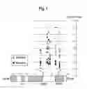Fig. 02 - Biomarkers for identifying patient classes
