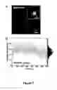 Fig. 15 - Nanotube array for optical detection of protein-protein interactions
