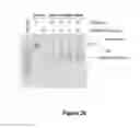 Fig. 46 - Nanotube array for optical detection of protein-protein interactions