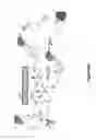 Fig. 55 - Nanotube array for optical detection of protein-protein interactions