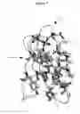 Fig. 09 - GB1 Peptidic Compounds and Methods for Making and Using the Same