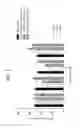 Fig. 05 - FGF 21 polypeptides comprising two or more mutations and uses thereof