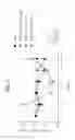 Fig. 07 - FGF 21 polypeptides comprising two or more mutations and uses thereof