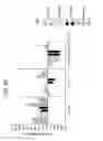 Fig. 86 - FGF 21 polypeptides comprising two or more mutations and uses thereof