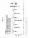 Fig. 95 - FGF 21 polypeptides comprising two or more mutations and uses thereof