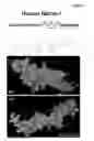 Fig. 08 - NOVEL NETRIN DERIVATIVES AND USES THEREOF