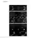Fig. 14 - NOVEL NETRIN DERIVATIVES AND USES THEREOF