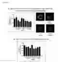 Fig. 19 - NOVEL NETRIN DERIVATIVES AND USES THEREOF