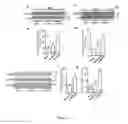 Fig. 32 - Compositions and methods for modulating AMPA receptor-mediated excitotoxicity