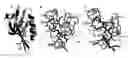 Fig. 01 - Compositions and methods for the inhibition of dishevelled proteins