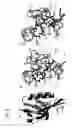 Fig. 07 - Compositions and methods for the inhibition of dishevelled proteins