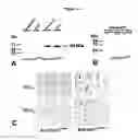 Fig. 19 - Agents and Uses Thereof