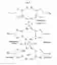 Fig. 05 - SOD-imitating metal complexes