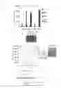 Fig. 07 - Compositions and methods for bone formation and remodeling