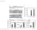 Fig. 21 - Compositions and methods for bone formation and remodeling