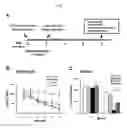 Fig. 02 - Methods for treating frontotemporal lobar degeneration with ubiquitinated inclusions (FTLD-U)