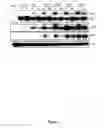 Fig. 08 - Modulation of human cytomegalovirus replication by micro-RNA 132 (miR132), micro-RNA 145 (mi145) and micro-RNA 212 (miR212)
