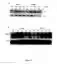 Fig. 09 - Modulation of human cytomegalovirus replication by micro-RNA 132 (miR132), micro-RNA 145 (mi145) and micro-RNA 212 (miR212)