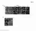Fig. 05 - SPLICE VARIANTS