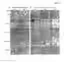 Fig. 07 - SPLICE VARIANTS