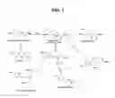 Fig. 02 - Phenolic hydrazone macrophage migration inhibitory factor inhibitors