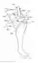 Fig. 22 - Phallus Retention Apparatuses