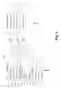 Fig. 04 - Aggregating Patient Adherence Scores
