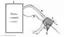 Fig. 01 - THERMAL TREATMENT SYSTEM AND APARATUS WITH BIOFEEDBACK-DRIVEN PROTOCOL