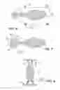 Fig. 04 - VISION PROSTHESIS WITH ARTIFICIAL MUSCLE ACTUATOR