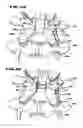 Fig. 11 - Facet Arthroplasty Devices and Methods