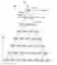 Fig. 01 - METHOD AND APPARATUS PROVIDING HIERARCHICAL MULTI-PATH FAULT-TOLERANT PROPAGATIVE PROVISIONING