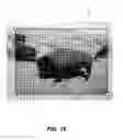 Fig. 13 - IMAGE LAYOUT ADJUSTMENT APARATUS