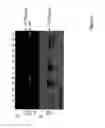 Fig. 04 - Transgenic pig model of cystic fibrosis