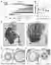 Fig. 13 - Transgenic pig model of cystic fibrosis