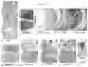 Fig. 14 - Transgenic pig model of cystic fibrosis