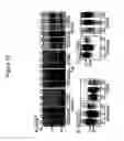Fig. 19 - Transgenic pig model of cystic fibrosis
