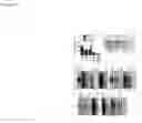 Fig. 28 - Transgenic pig model of cystic fibrosis