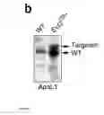 Fig. 03 - Animal models of neurological disorders