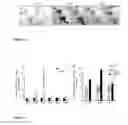 Fig. 04 - Animal models of neurological disorders