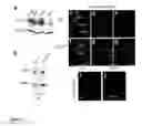 Fig. 06 - Animal models of neurological disorders