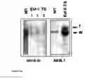 Fig. 16 - Animal models of neurological disorders
