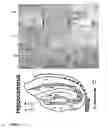 Fig. 17 - Animal models of neurological disorders