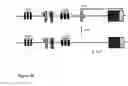 Fig. 27 - Animal models of neurological disorders