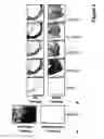 Fig. 08 - MicroRNA-24