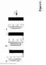 Fig. 12 - MicroRNA-24