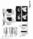Fig. 14 - MicroRNA-24