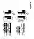 Fig. 20 - MicroRNA-24