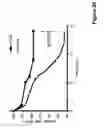 Fig. 27 - MicroRNA-24