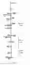 Fig. 03 - TRANSGENIC MOUSE MODEL FOR DEVELOPING ENZYME REPLACEMENT THERAPY FOR IDURONATE-2-SULFATASE DEFICIENCY SYNDROME