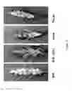 Fig. 16 - Antifungal plant proteins and methods of their use